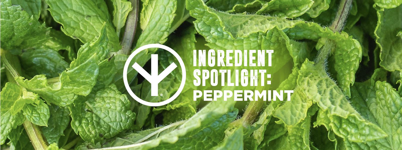 The Power of Peppermint Dirtybird Energy