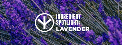 The Soothing Power of Lavender Extract