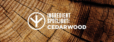 Cedarwood Essential Oil straight from the Himalayan Valleys