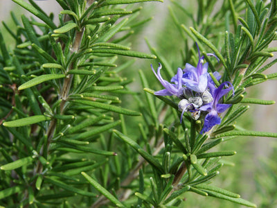 Rosemary Isn’t Just for Cooking Anymore